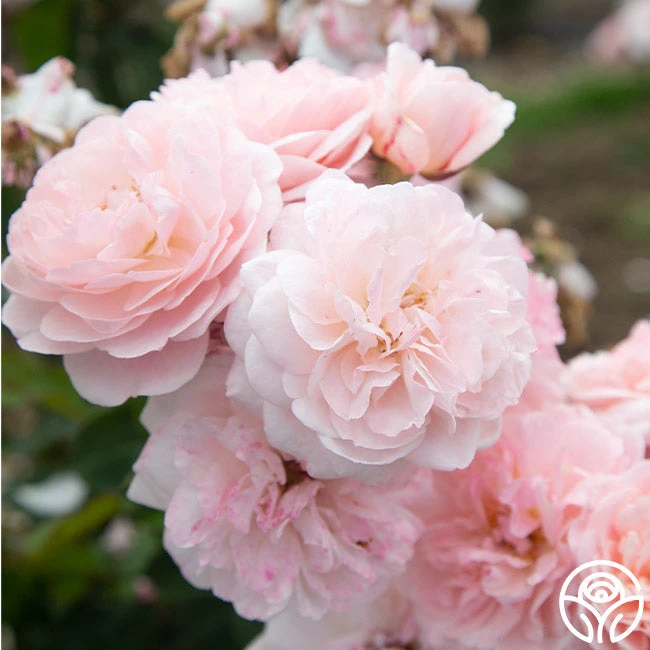 Memories™ - Image 5