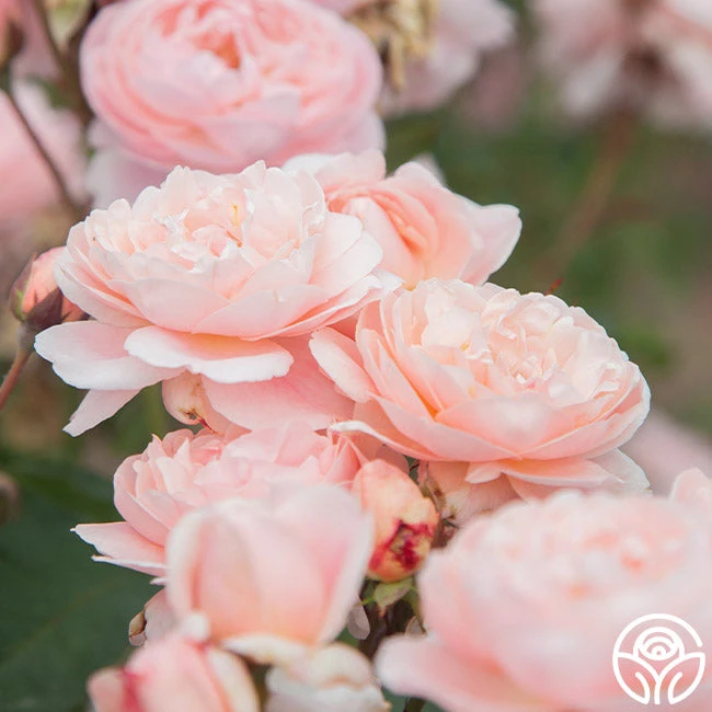 Memories™ - Image 3