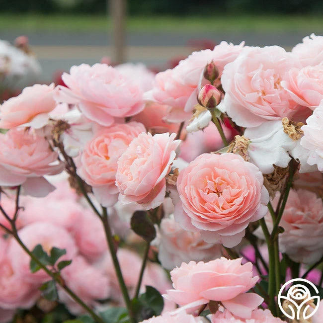 Memories™ - Image 4