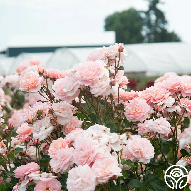 Memories™ - Image 2