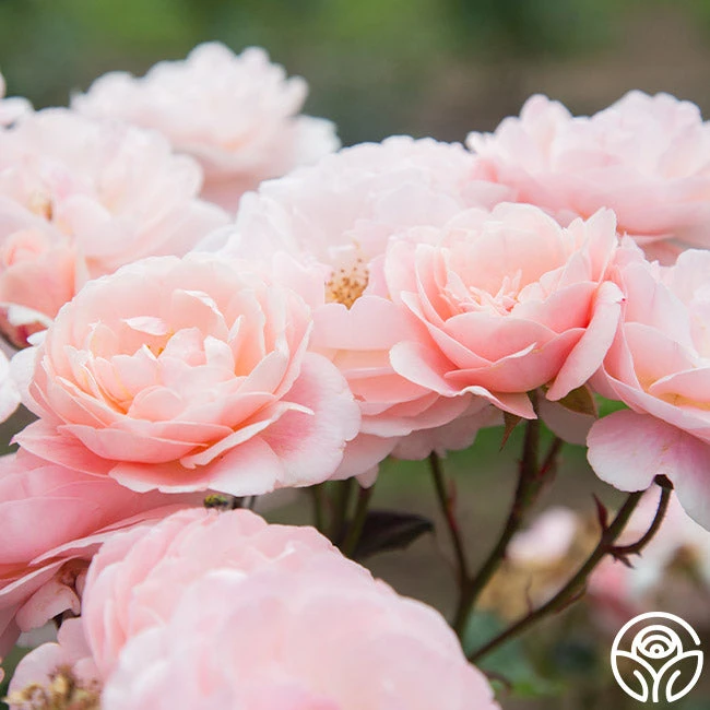 Memories™ - Image 10