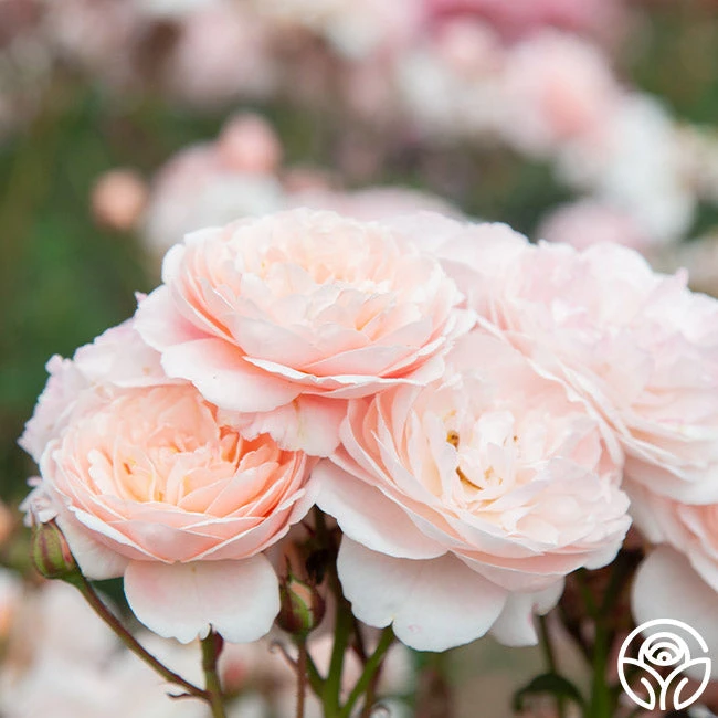 Memories™ - Image 7