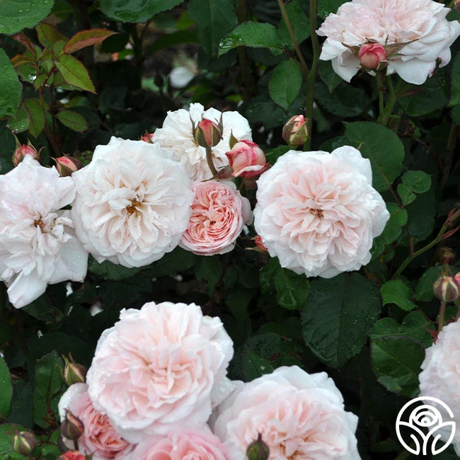 Memories™ - Image 11