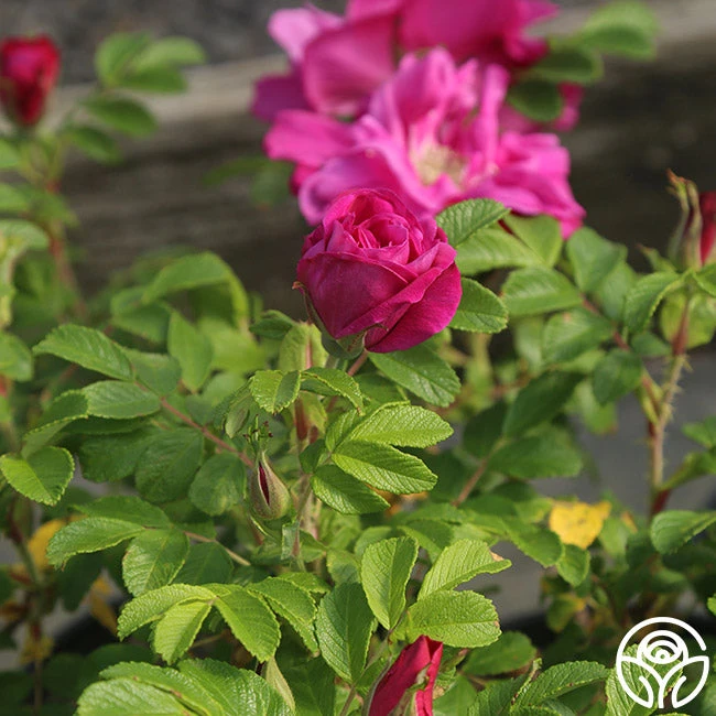 Moje Hammarberg - Image 2