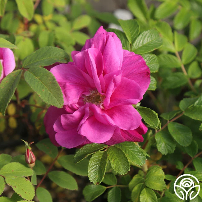 Moje Hammarberg - Image 4