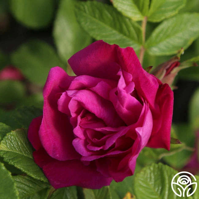 Moje Hammarberg - Image 3