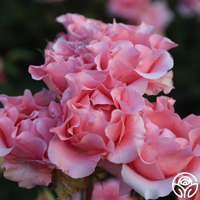 Paris De Yves St. Laurent ™ - Image 11