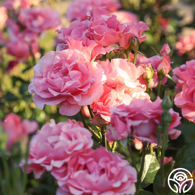 Paris De Yves St. Laurent ™ - Image 3