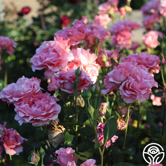 Paris De Yves St. Laurent ™ - Image 13