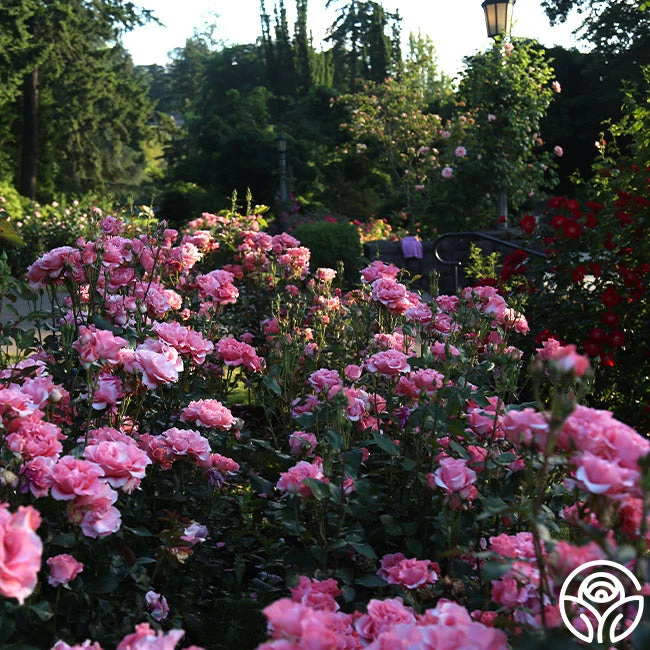 Paris De Yves St. Laurent ™ - Image 8