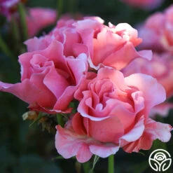 Paris De Yves St. Laurent ™