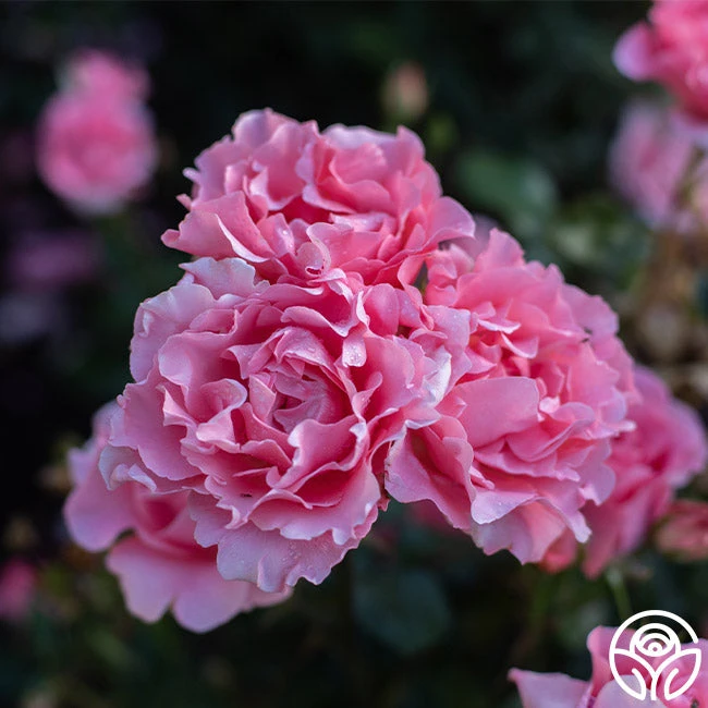 Paris De Yves St. Laurent ™ - Image 7