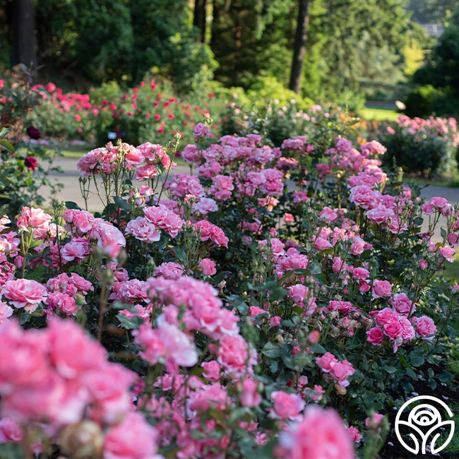 Paris De Yves St. Laurent ™ - Image 2