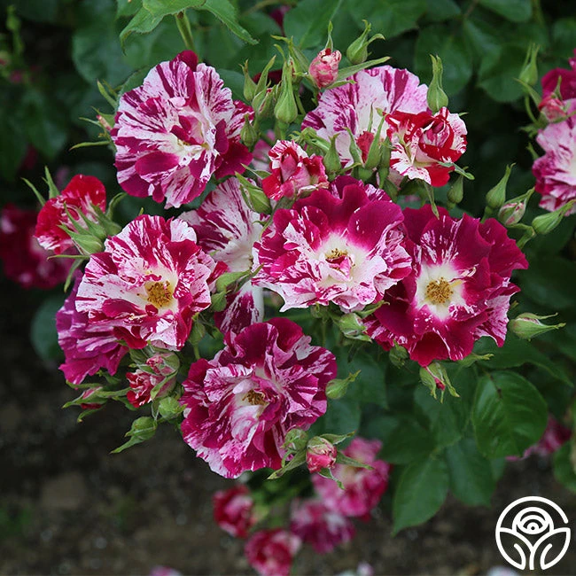 Purple Splash - Image 5