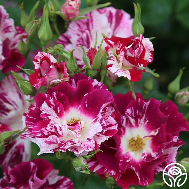 Purple Splash - Image 10