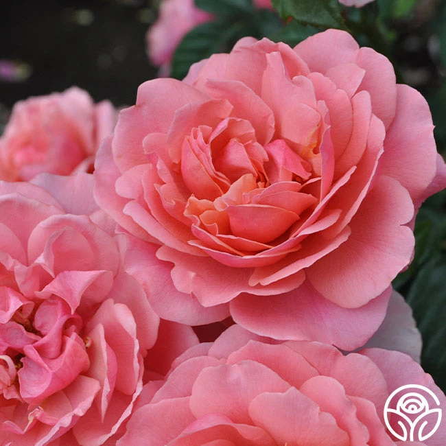 Safari™ - Image 10