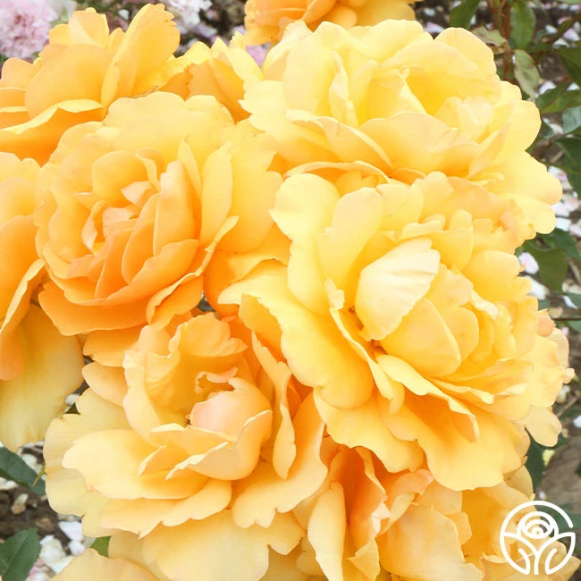 Sunbelt® South Africa® - Image 10