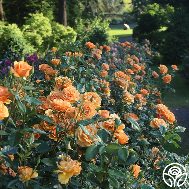 Sunbelt® South Africa® - Image 3