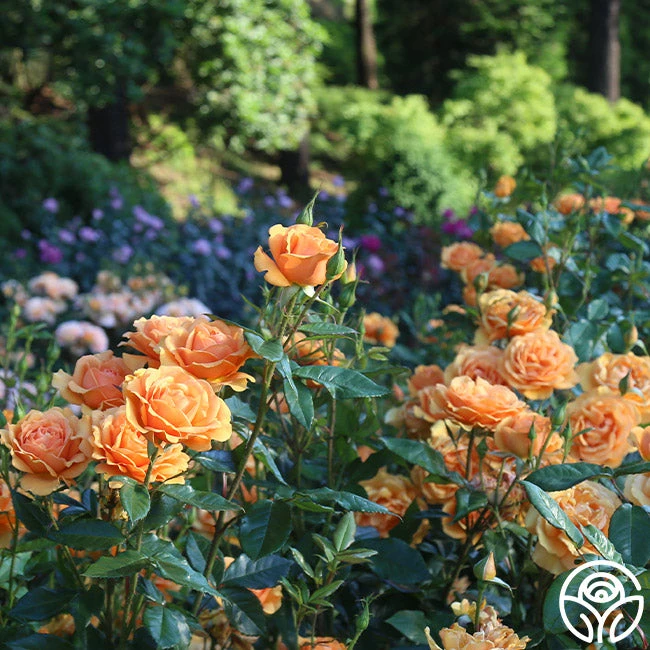 Sunbelt® South Africa® - Image 8