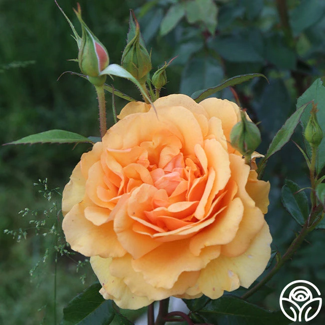 Sunbelt® South Africa® - Image 5