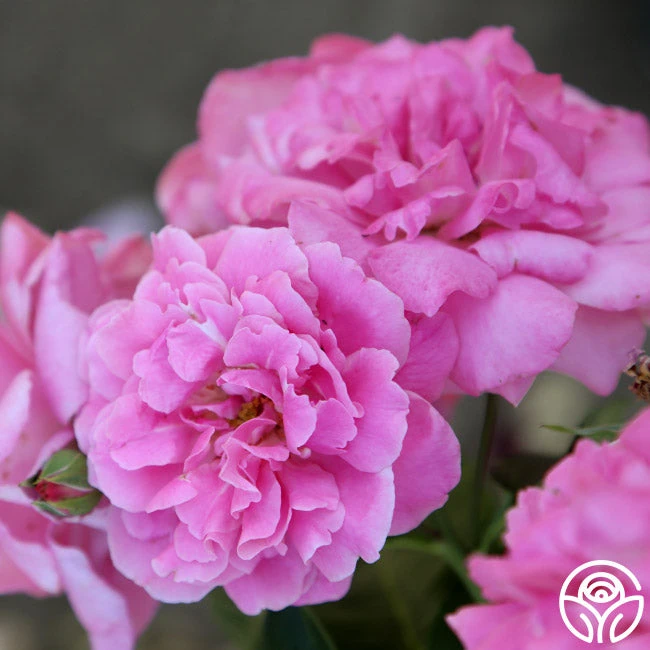 St. Elisabeth Of Hungary - Image 6