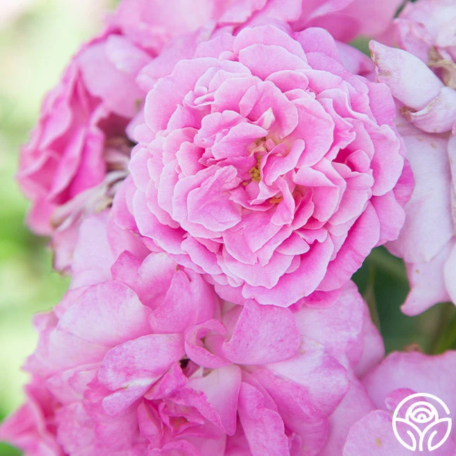 St. Elisabeth Of Hungary - Image 4