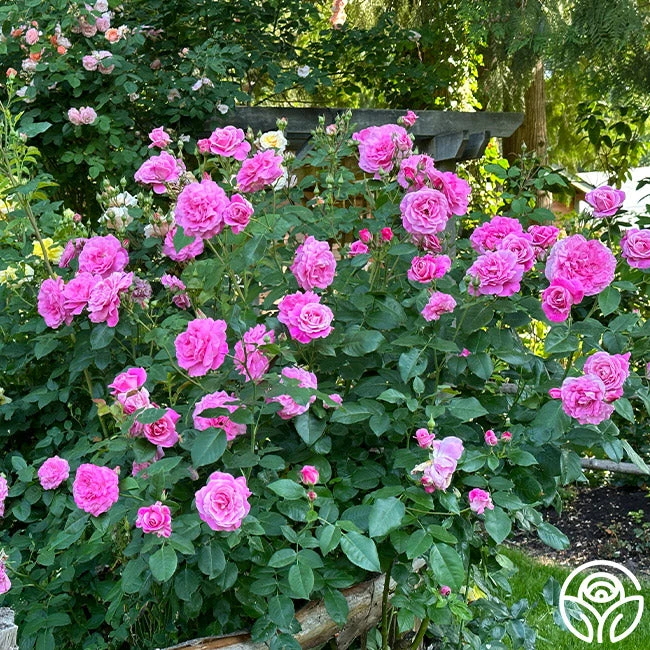 St. Elisabeth Of Hungary - Image 2