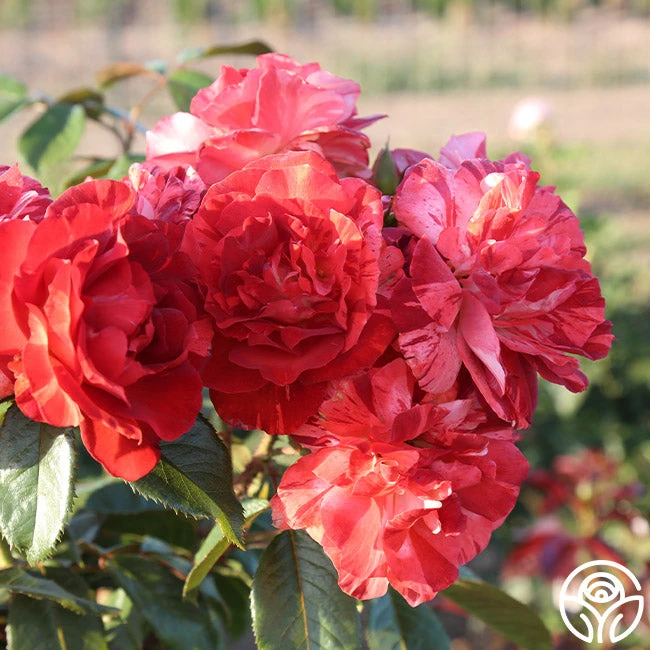 Tropical Lightning - Image 9