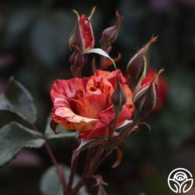 Tropical Lightning - Image 5