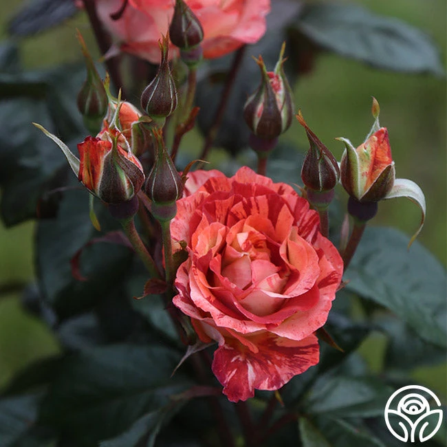 Tropical Lightning - Image 2