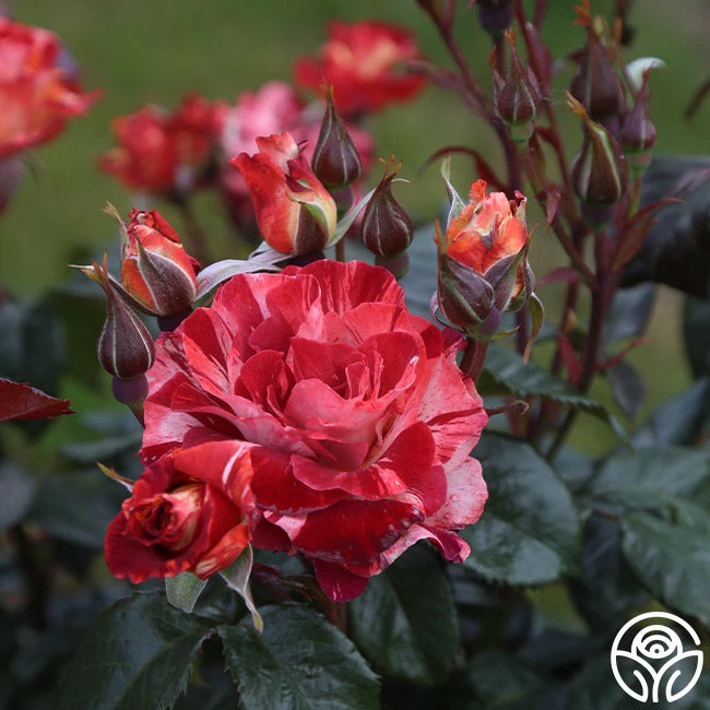 Tropical Lightning - Image 8