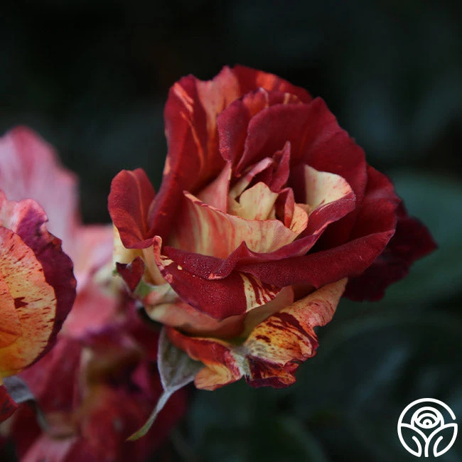 Tropical Lightning - Image 7