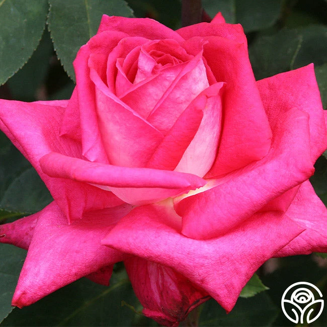 Acapella® - Image 2