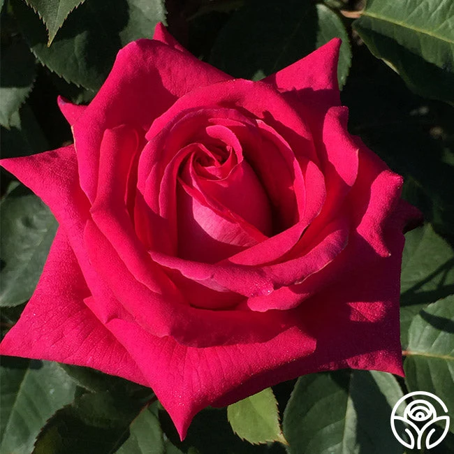 Acapella® - Image 3