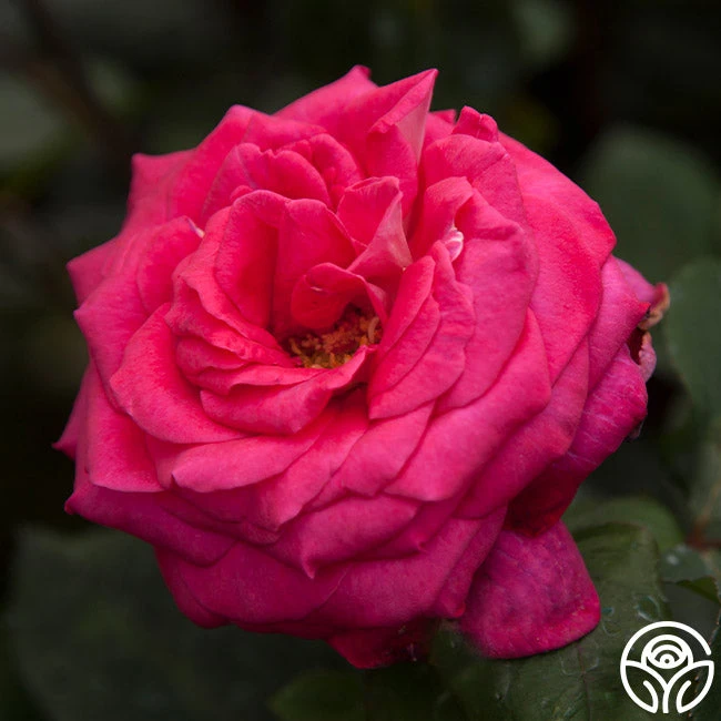 Acapella® - Image 6