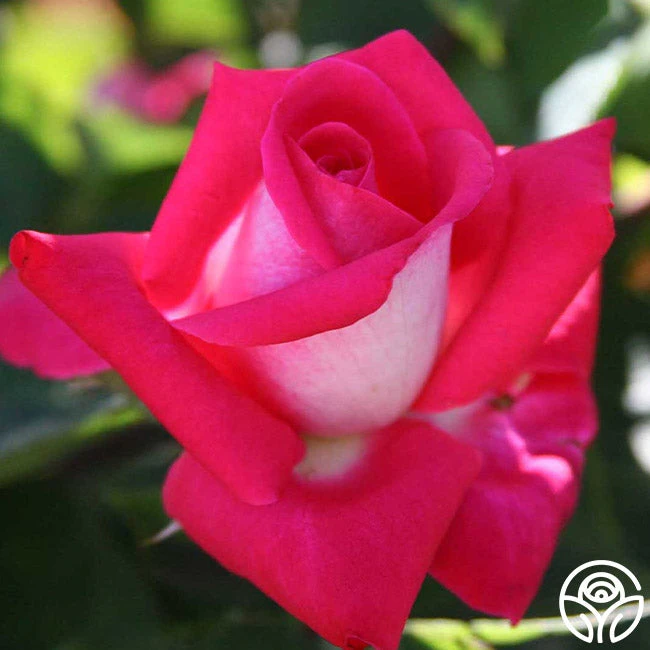 Acapella® - Image 4