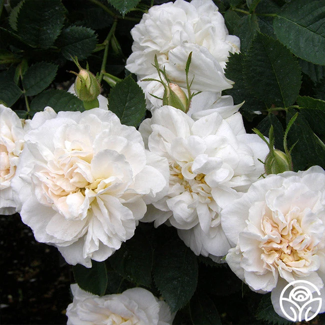 Alba Maxima - Image 2