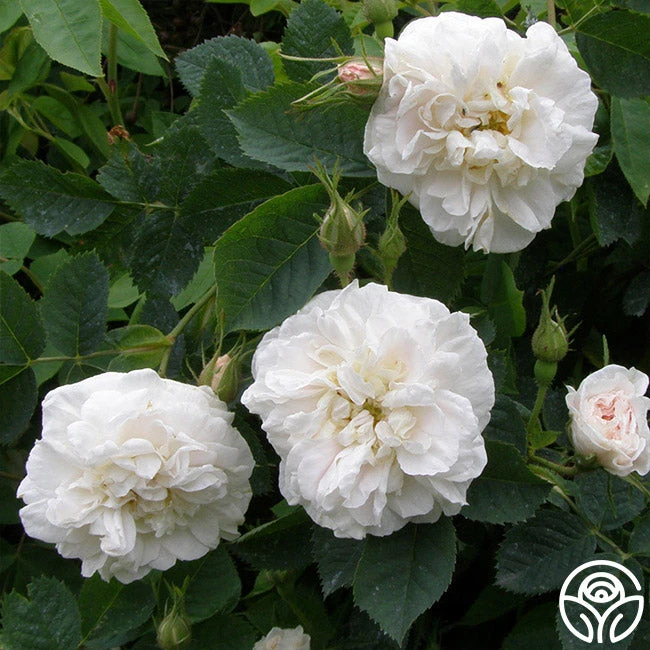 Alba Maxima - Image 3