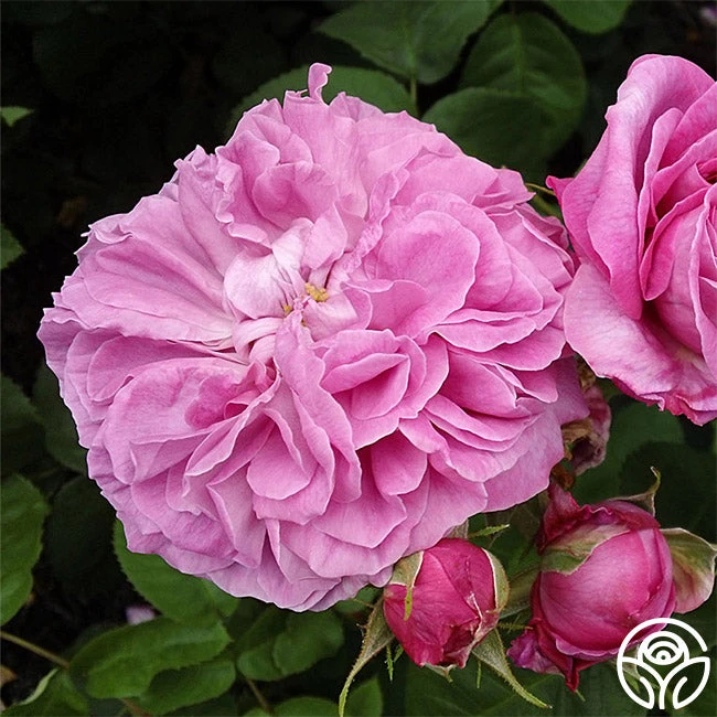 Baronne Prévost - Image 2