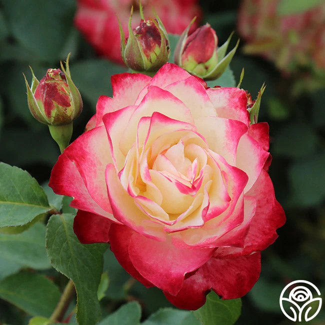 Cherry Parfait™ - Image 5