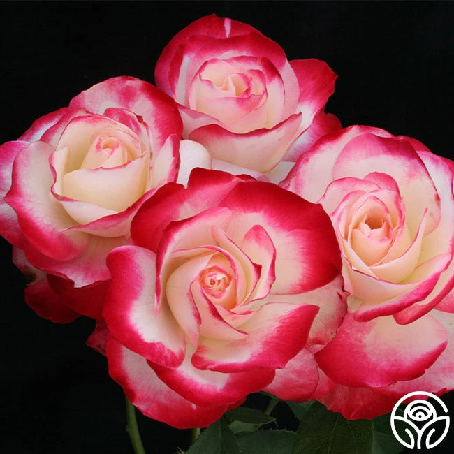 Cherry Parfait™ - Image 3