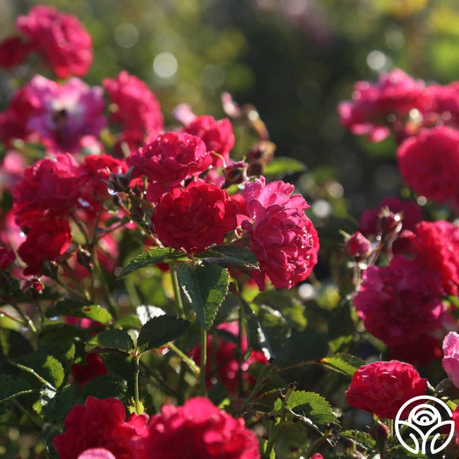 Children's Hope™ - Image 2