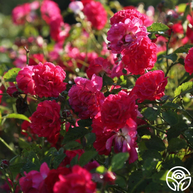 Children's Hope™ - Image 3