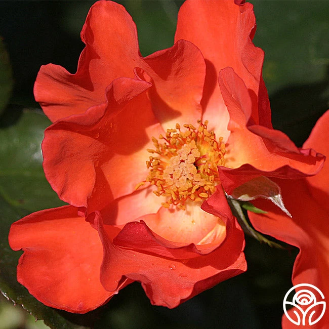 Christine™ - Image 2