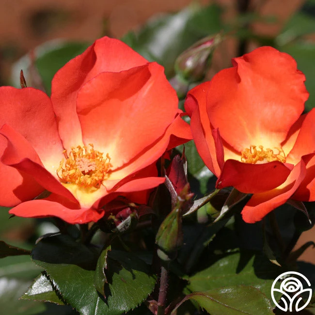 Christine™ - Image 3