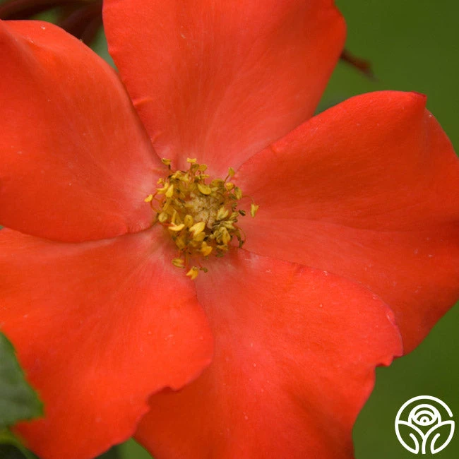 Christine™ - Image 4