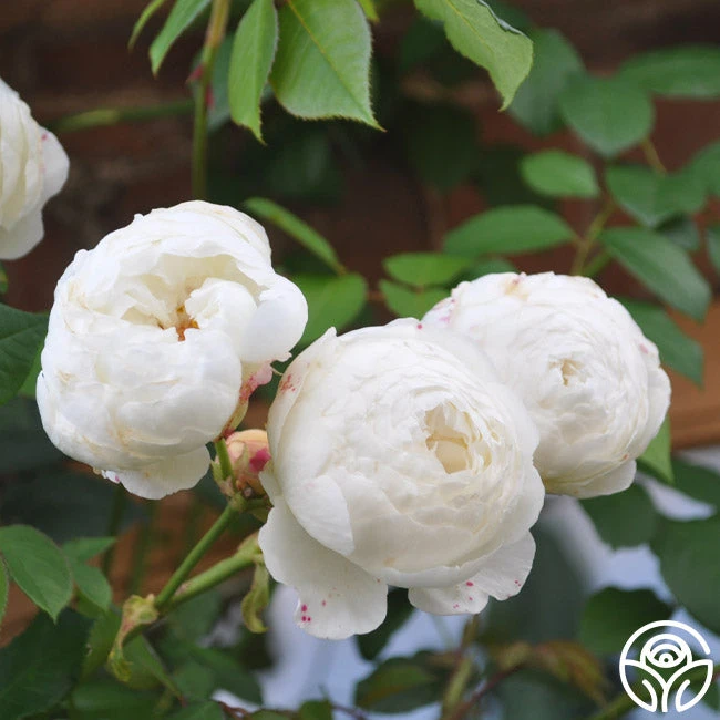 Claire Austin - Image 4