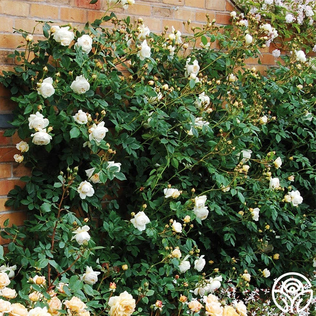 Claire Austin - Image 2