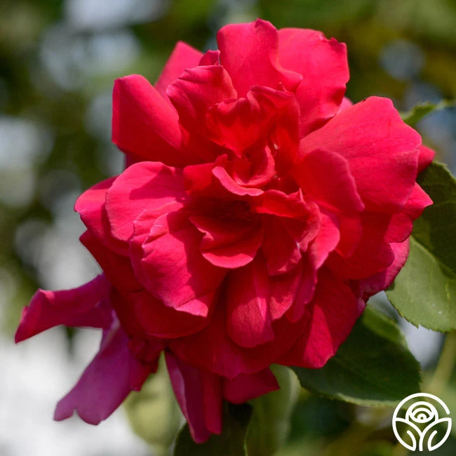 CL Étoile De Hollande - Image 2