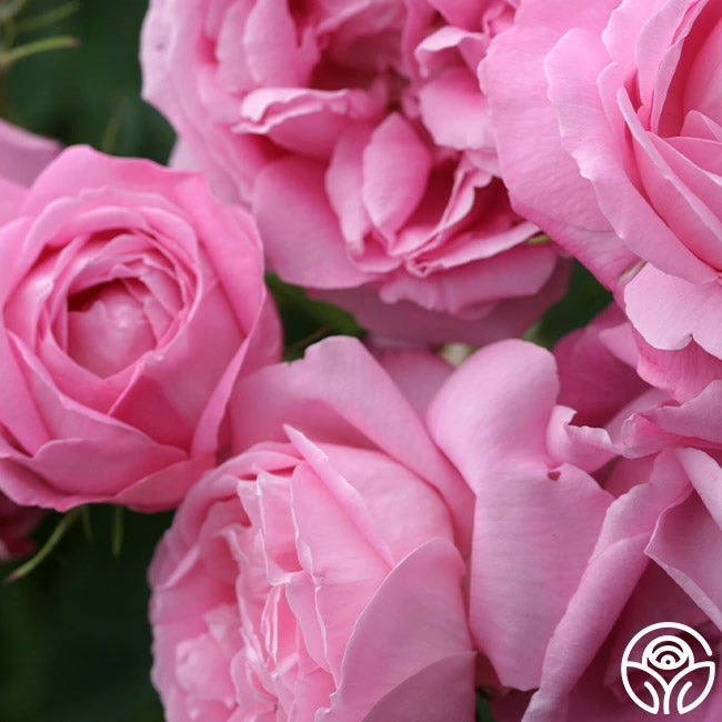 Coupe D' Hebe - Image 5